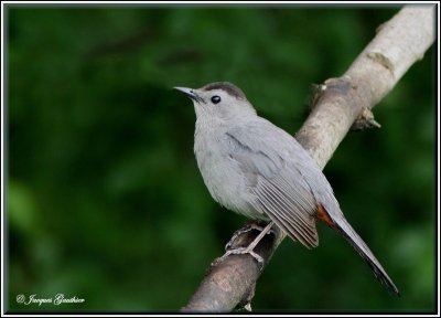 Moqueur chat ( Gray Catbird )