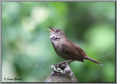 Troglodyte familier ( House Wren )