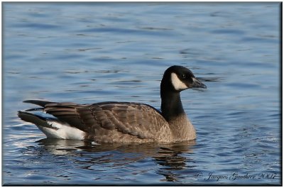 Bernache de Hutchins ( Cackling Goose )