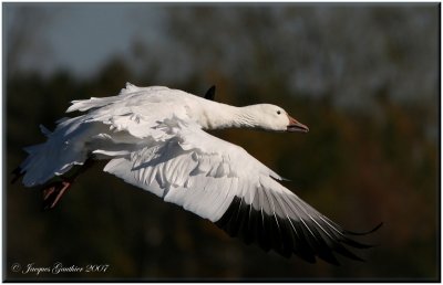 Oie des neiges (Snow Goose)