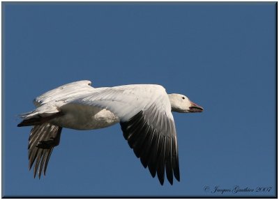 Oie des neiges (Snow Goose)