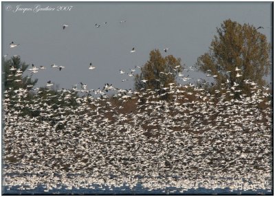 Oie des neiges (Snow Goose)