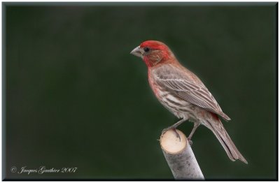 Roselin familier (House Finch)