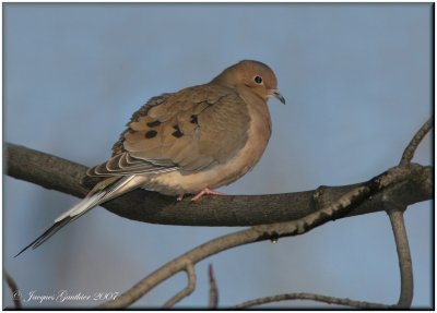 Tourterelle triste (Mourning Dove)