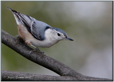 Sittelle à poitrine blanche ( White-breasted Nuthatch )
