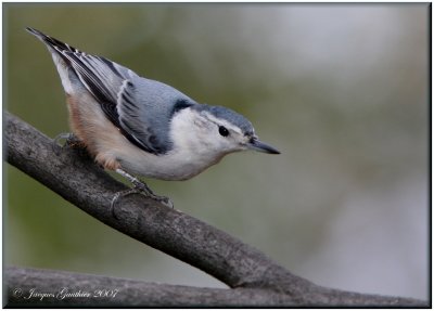 Sittelle  poitrine blanche ( White-breasted Nuthatch )