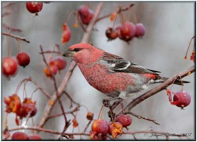 Durbec des sapins ( Pine Grosbeak )