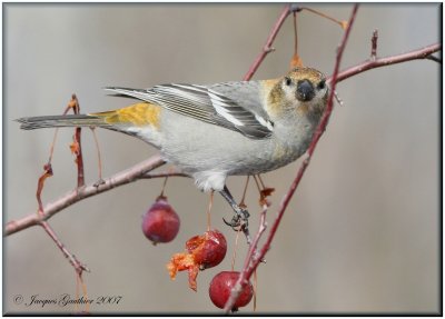 Durbec des sapins ( Pine Grosbeak )