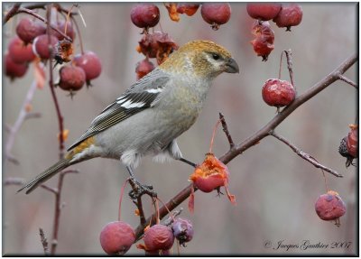 Durbec des sapins ( Pine Grosbeak )