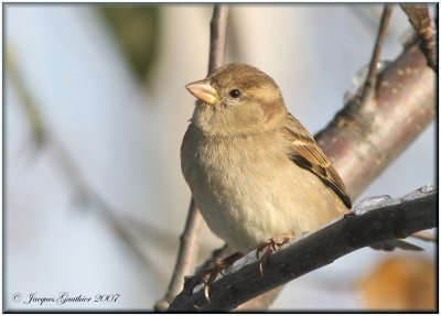 Moineau domestique (House Sparrow)