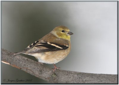 Chardonneret jaune ( American Goldfinch )