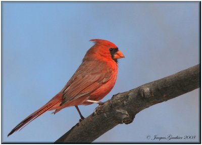 Cardinal rouge ( Northern Cardinal )