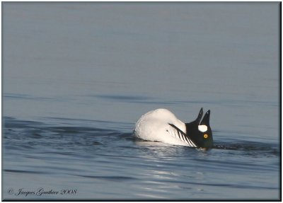Garrot à oeil d'or ( Common Goldeneye )