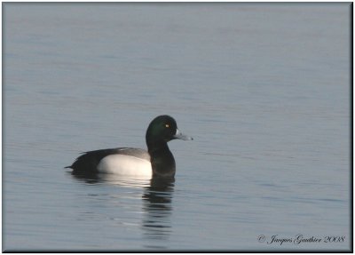 Fuligule milouinan (Greater Scaup)