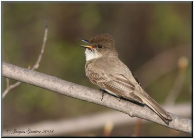 Moucherolle phbi ( Eastern Phoebe )