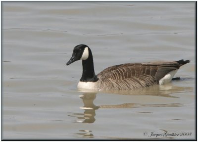 Bernache du Canada ( Canada Goose )