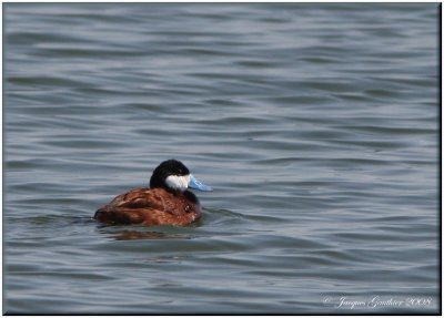 Érismature rousse (Ruddy Duck)