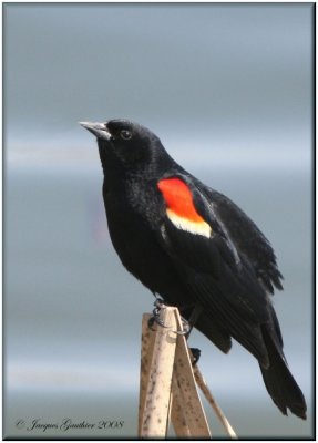 Carouge  paulettes ( Red-Winged Blackbird )