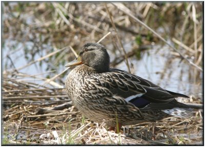 Canard colvert ( Mallard )
