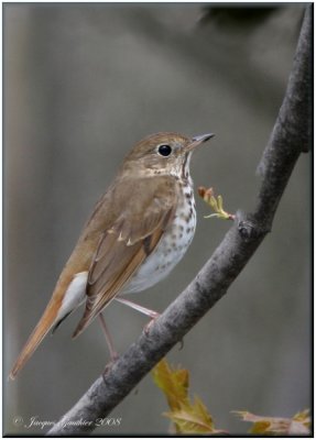 Grive solitaire ( Hermit Thrush )