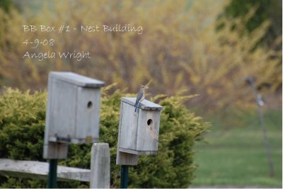 Nesting Bluebirds 2008 - Box 1