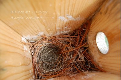 Box 1 Nest 4-9-08.jpg