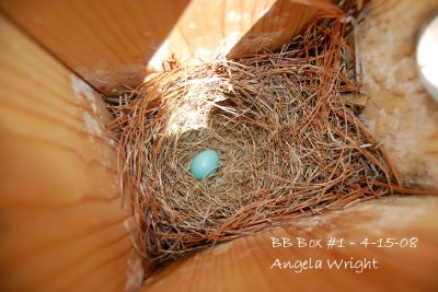 First Egg 4-15-08.jpg