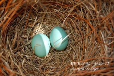 Second Egg - 4-16-08.jpg