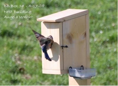 Nest Building II - 4-17-08.jpg