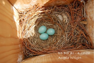 Third Egg - 4-17-08.jpg