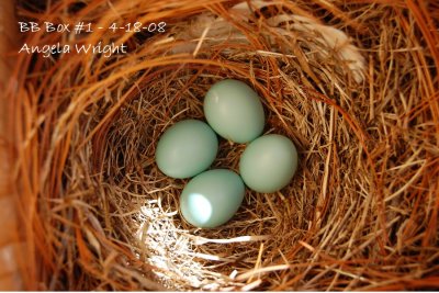 Fourth Egg - 4-18-08.jpg