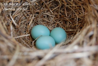 Third Egg 4-29-08.jpg