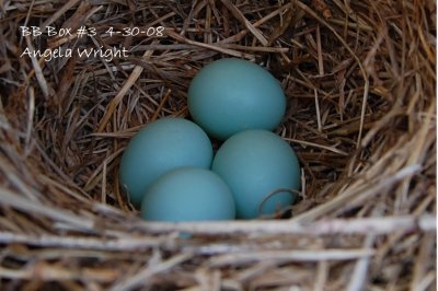Fourth Egg 4-30-08.jpg