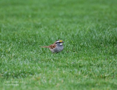 White-Throated Sparrow.JPG