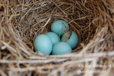 Fifth Egg 5-1-08.jpg