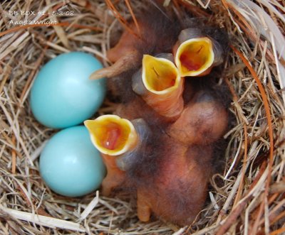 Four Nestlings Hatch on 5-2-08.JPG