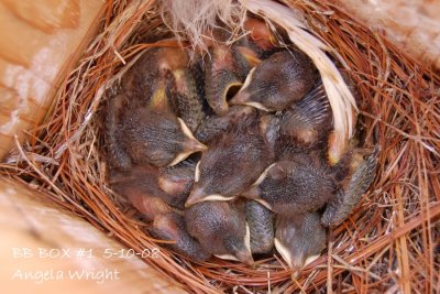 One Week Old.jpg