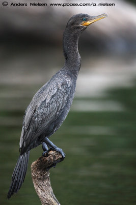 Neotropical Cormorant