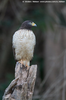 Roadside Hawk