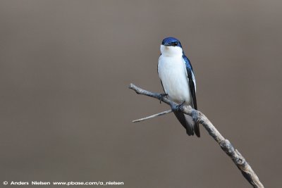 White-winged Swallow