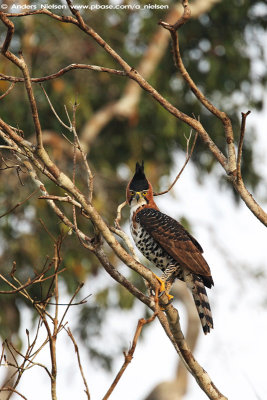 Ornate Hawk-Eagle