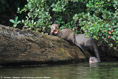 Giant River Otter