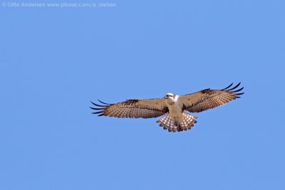 IMG_3227.jpg