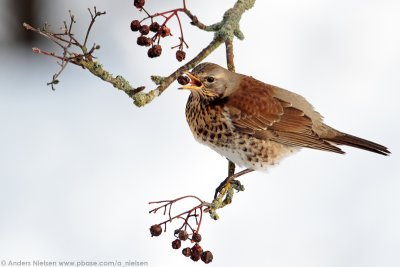 Fieldfare