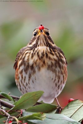 Redwing