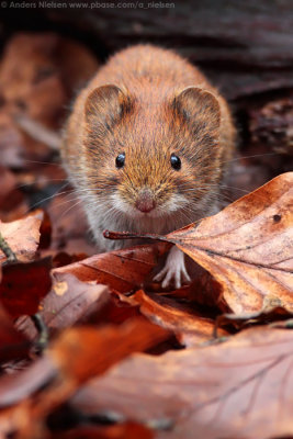 Bank Vole