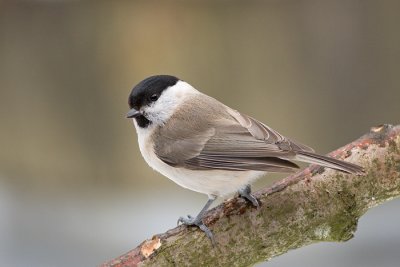 IMG_5348.jpg