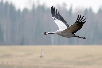 IMG_6800.jpg