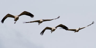 IMG_6883.jpg
