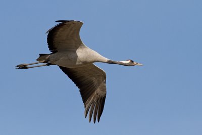 IMG_6887.jpg